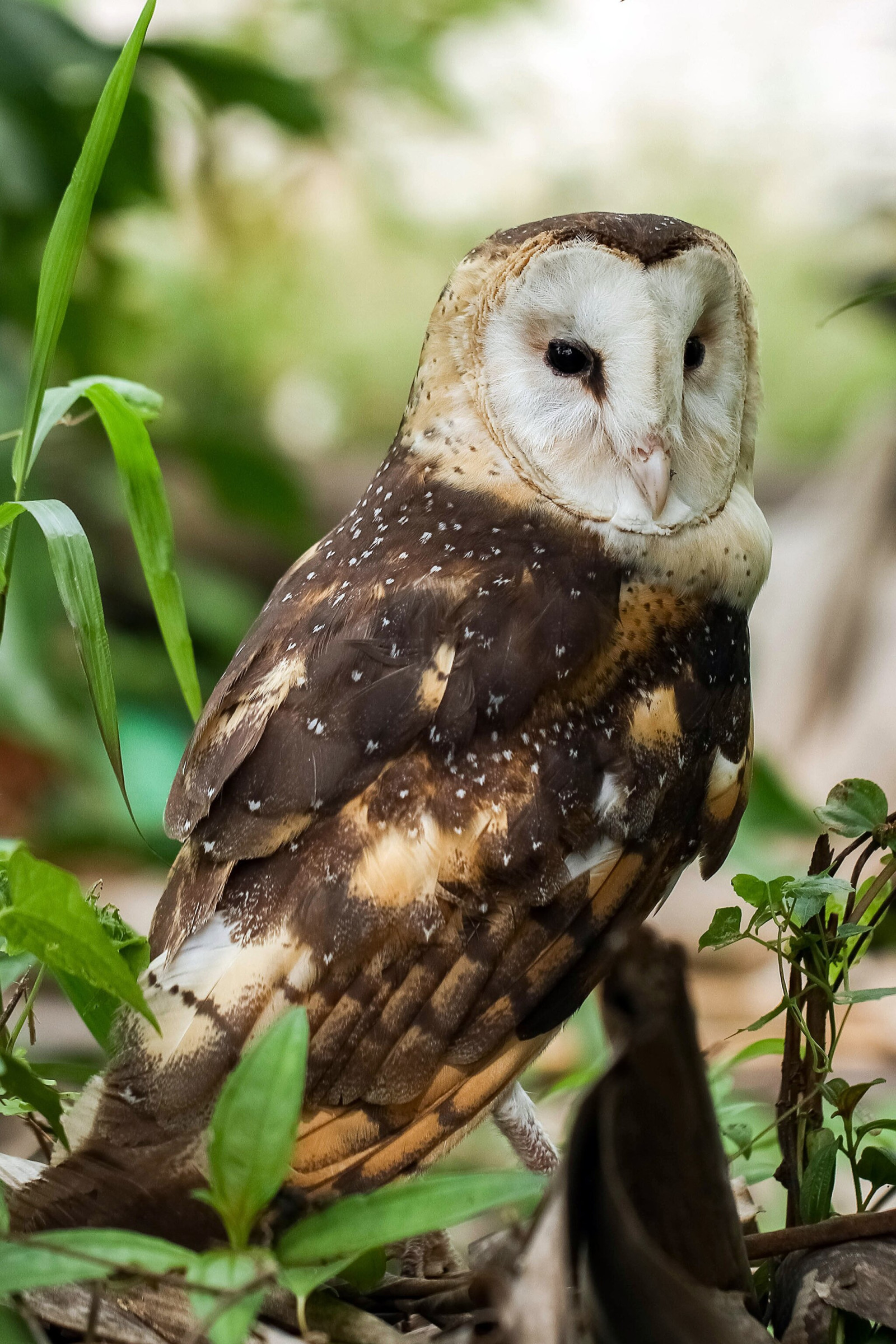 image Australasian Grass-Owl
